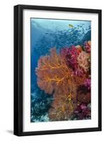 Fiji. Fish and coral reef.-Jaynes Gallery-Framed Photographic Print