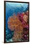 Fiji. Fish and coral reef.-Jaynes Gallery-Framed Photographic Print