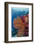 Fiji. Fish and coral reef.-Jaynes Gallery-Framed Photographic Print