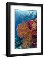 Fiji. Fish and coral reef.-Jaynes Gallery-Framed Photographic Print