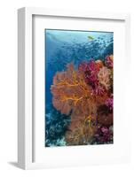Fiji. Fish and coral reef.-Jaynes Gallery-Framed Photographic Print