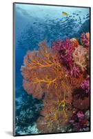 Fiji. Fish and coral reef.-Jaynes Gallery-Mounted Photographic Print