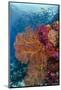 Fiji. Fish and coral reef.-Jaynes Gallery-Mounted Photographic Print