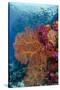 Fiji. Fish and coral reef.-Jaynes Gallery-Stretched Canvas