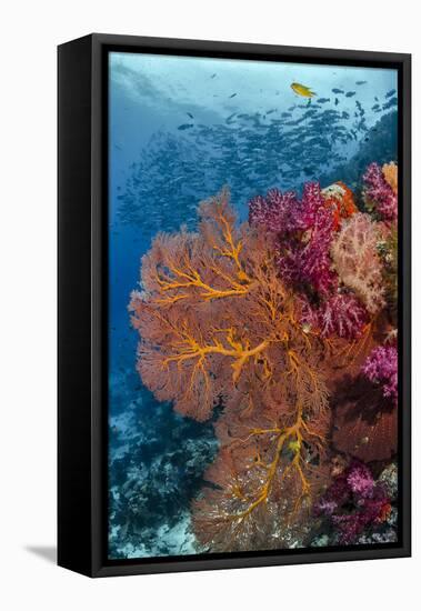 Fiji. Fish and coral reef.-Jaynes Gallery-Framed Stretched Canvas