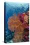 Fiji. Fish and coral reef.-Jaynes Gallery-Stretched Canvas