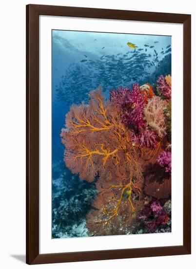 Fiji. Fish and coral reef.-Jaynes Gallery-Framed Photographic Print