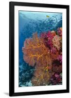 Fiji. Fish and coral reef.-Jaynes Gallery-Framed Photographic Print