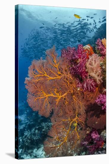 Fiji. Fish and coral reef.-Jaynes Gallery-Stretched Canvas