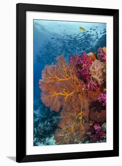 Fiji. Fish and coral reef.-Jaynes Gallery-Framed Photographic Print
