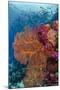 Fiji. Fish and coral reef.-Jaynes Gallery-Mounted Photographic Print