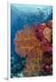 Fiji. Fish and coral reef.-Jaynes Gallery-Framed Premium Photographic Print