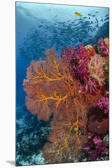 Fiji. Fish and coral reef.-Jaynes Gallery-Mounted Premium Photographic Print