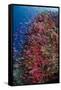 Fiji. Reef with coral and Anthias.-Jaynes Gallery-Framed Stretched Canvas