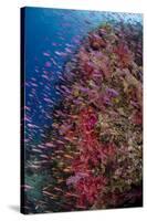 Fiji. Reef with coral and Anthias.-Jaynes Gallery-Stretched Canvas