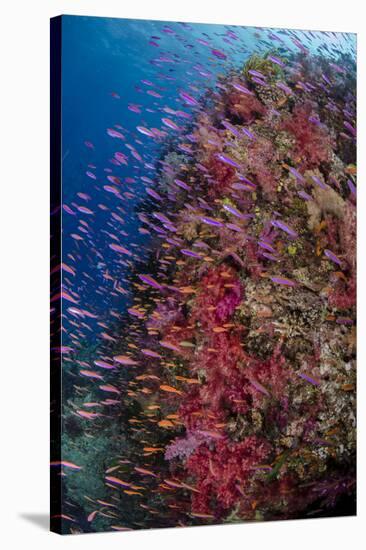 Fiji. Reef with coral and Anthias.-Jaynes Gallery-Stretched Canvas