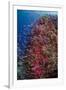 Fiji. Reef with coral and Anthias.-Jaynes Gallery-Framed Photographic Print