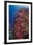 Fiji. Reef with coral and Anthias.-Jaynes Gallery-Framed Photographic Print