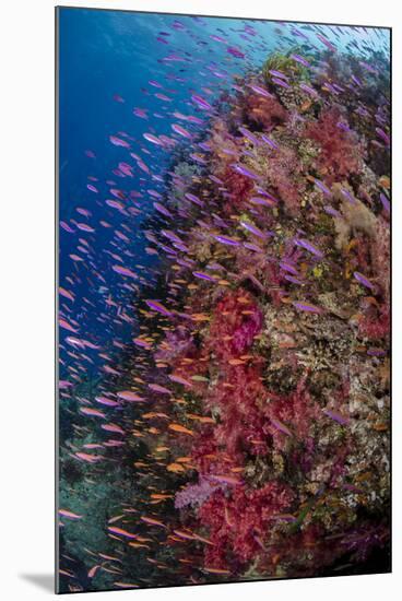 Fiji. Reef with coral and Anthias.-Jaynes Gallery-Mounted Photographic Print