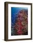 Fiji. Reef with coral and Anthias.-Jaynes Gallery-Framed Photographic Print