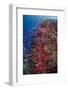 Fiji. Reef with coral and Anthias.-Jaynes Gallery-Framed Photographic Print