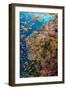 Fiji. Reef with coral and Anthias.-Jaynes Gallery-Framed Photographic Print