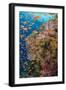 Fiji. Reef with coral and Anthias.-Jaynes Gallery-Framed Photographic Print