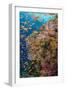 Fiji. Reef with coral and Anthias.-Jaynes Gallery-Framed Photographic Print