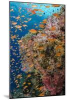 Fiji. Reef with coral and Anthias.-Jaynes Gallery-Mounted Photographic Print