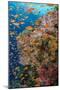 Fiji. Reef with coral and Anthias.-Jaynes Gallery-Mounted Photographic Print