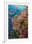Fiji. Reef with coral and Anthias.-Jaynes Gallery-Framed Premium Photographic Print