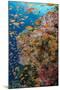 Fiji. Reef with coral and Anthias.-Jaynes Gallery-Mounted Premium Photographic Print