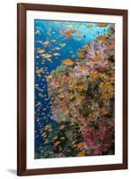 Fiji. Reef with coral and Anthias.-Jaynes Gallery-Framed Photographic Print