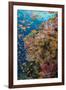 Fiji. Reef with coral and Anthias.-Jaynes Gallery-Framed Photographic Print