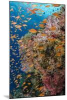 Fiji. Reef with coral and Anthias.-Jaynes Gallery-Mounted Photographic Print