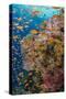 Fiji. Reef with coral and Anthias.-Jaynes Gallery-Stretched Canvas