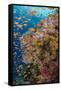 Fiji. Reef with coral and Anthias.-Jaynes Gallery-Framed Stretched Canvas