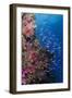 Fiji. Reef with coral and Anthias.-Jaynes Gallery-Framed Photographic Print