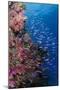 Fiji. Reef with coral and Anthias.-Jaynes Gallery-Mounted Photographic Print