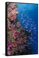 Fiji. Reef with coral and Anthias.-Jaynes Gallery-Framed Stretched Canvas