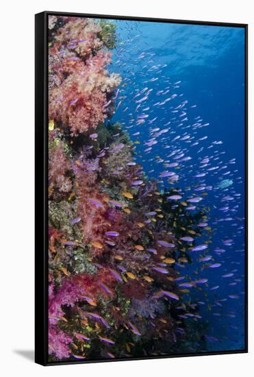 Fiji. Reef with coral and Anthias.-Jaynes Gallery-Framed Stretched Canvas