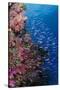 Fiji. Reef with coral and Anthias.-Jaynes Gallery-Stretched Canvas