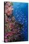 Fiji. Reef with coral and Anthias.-Jaynes Gallery-Stretched Canvas