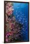 Fiji. Reef with coral and Anthias.-Jaynes Gallery-Framed Photographic Print