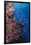 Fiji. Reef with coral and Anthias.-Jaynes Gallery-Framed Photographic Print