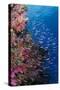 Fiji. Reef with coral and Anthias.-Jaynes Gallery-Stretched Canvas