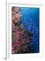 Fiji. Reef with coral and Anthias.-Jaynes Gallery-Framed Photographic Print