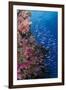 Fiji. Reef with coral and Anthias.-Jaynes Gallery-Framed Photographic Print