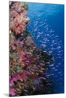 Fiji. Reef with coral and Anthias.-Jaynes Gallery-Mounted Premium Photographic Print