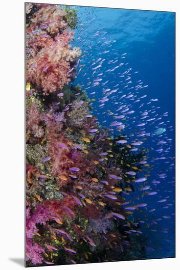 Fiji. Reef with coral and Anthias.-Jaynes Gallery-Mounted Premium Photographic Print